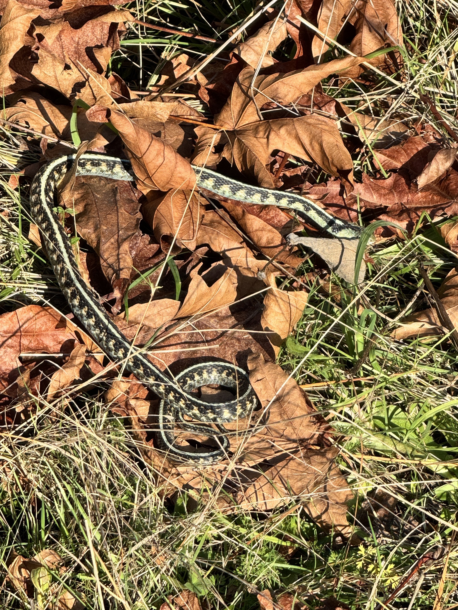 Thamnophis sirtalis concinnus