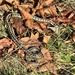 Red-spotted Garter Snake