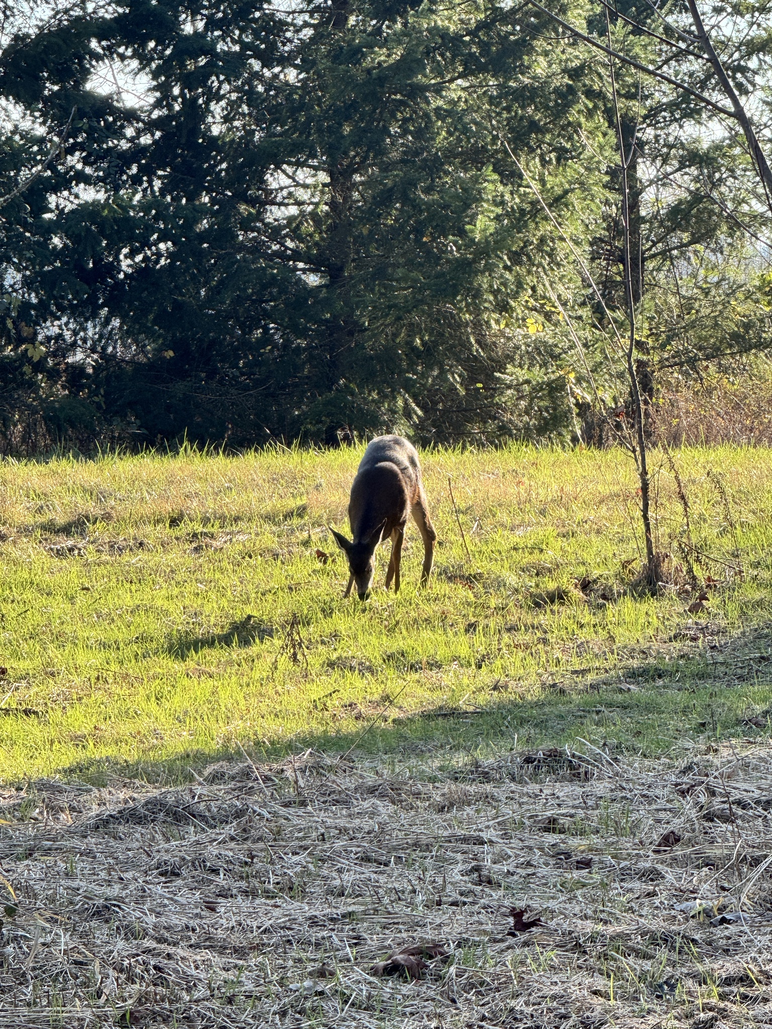 Odocoileus hemionus columbianus