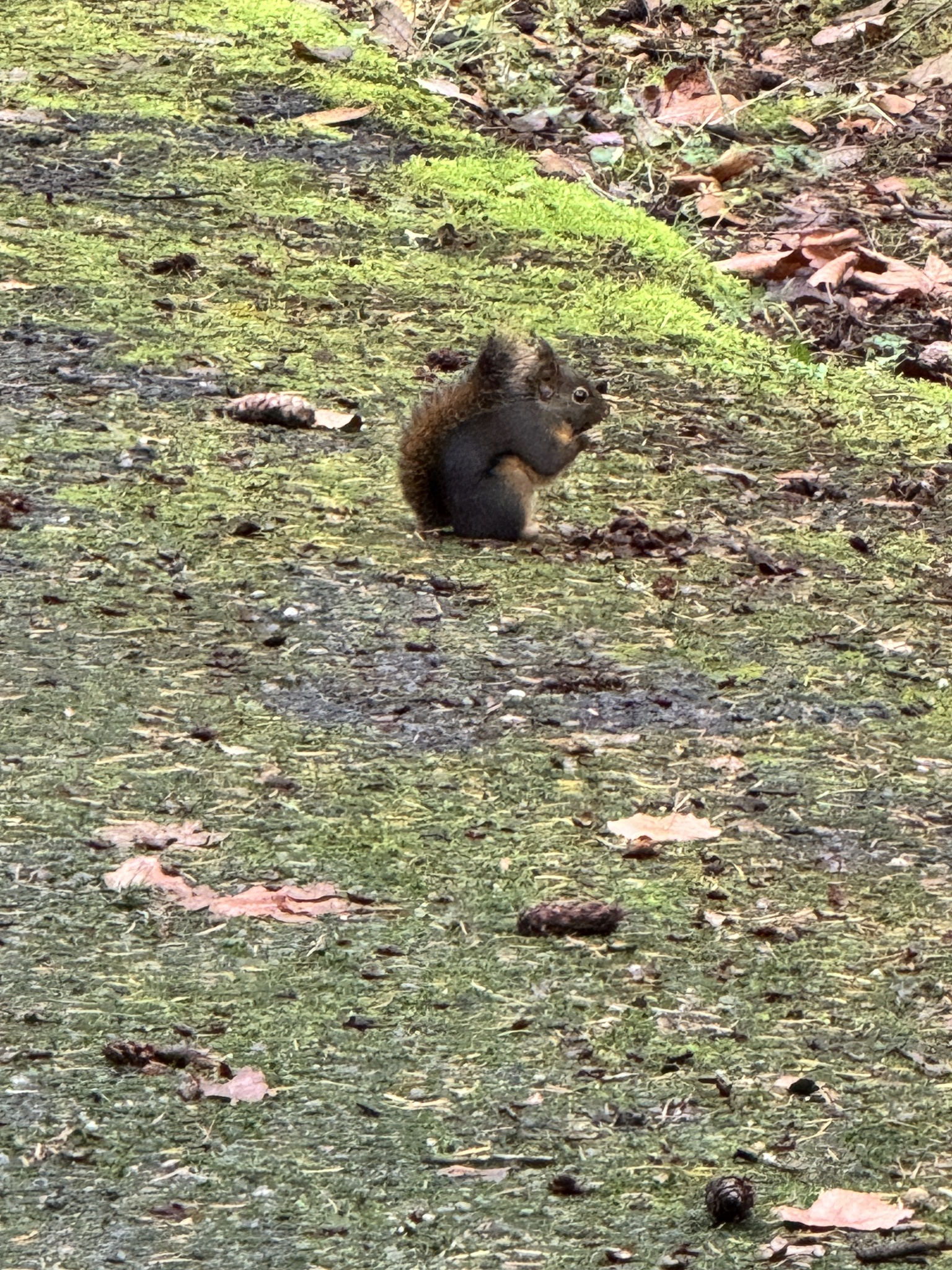Tamiasciurus douglasii