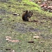 Douglas' Squirrel