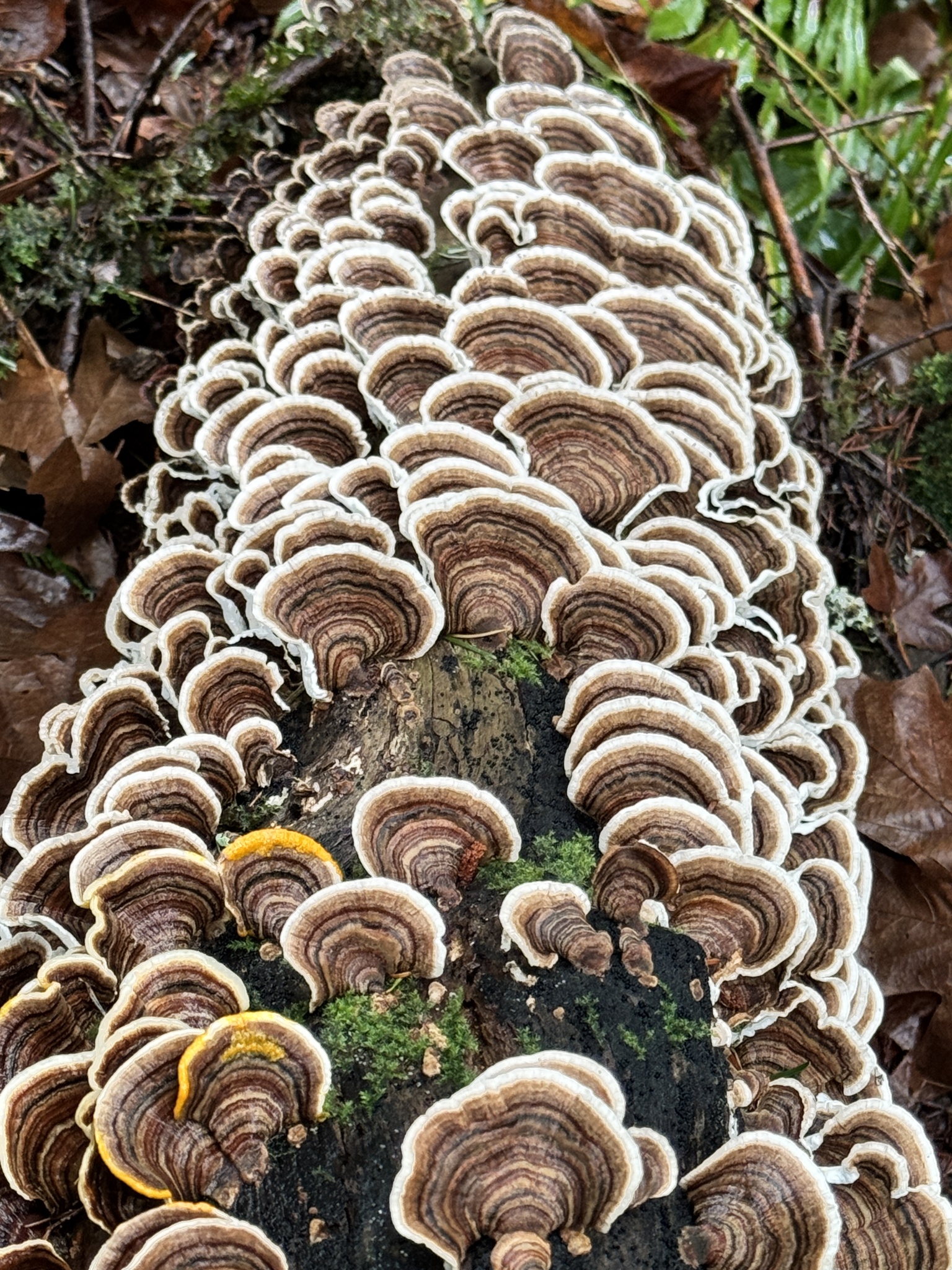 Trametes versicolor