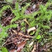 stag's-horn clubmoss