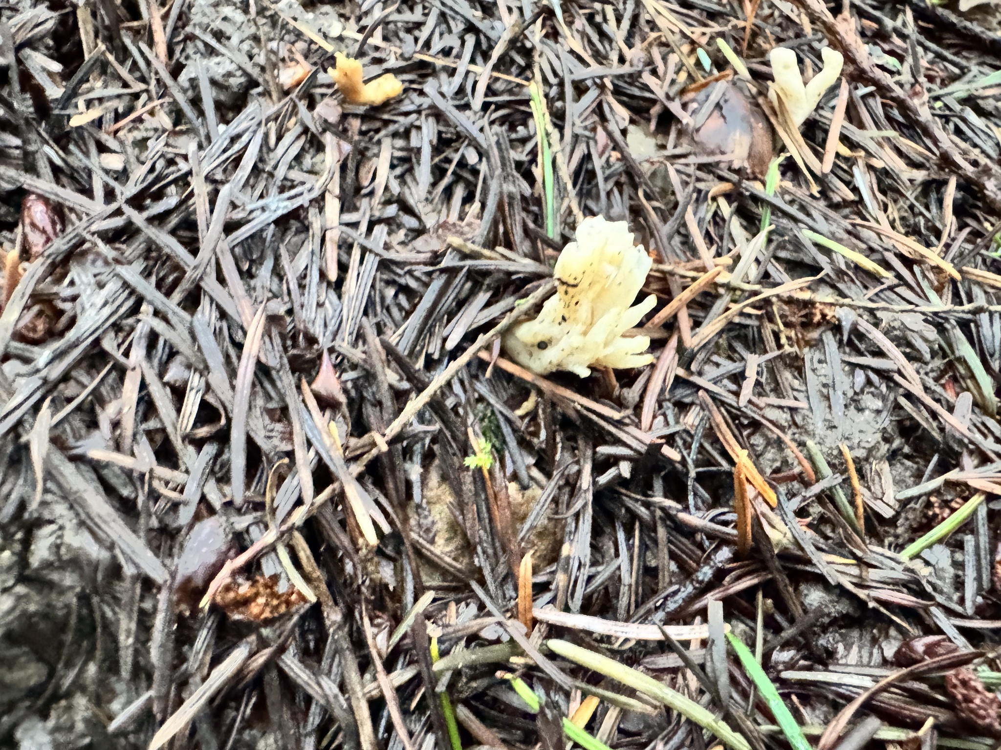 Tremellodendropsis tuberosa