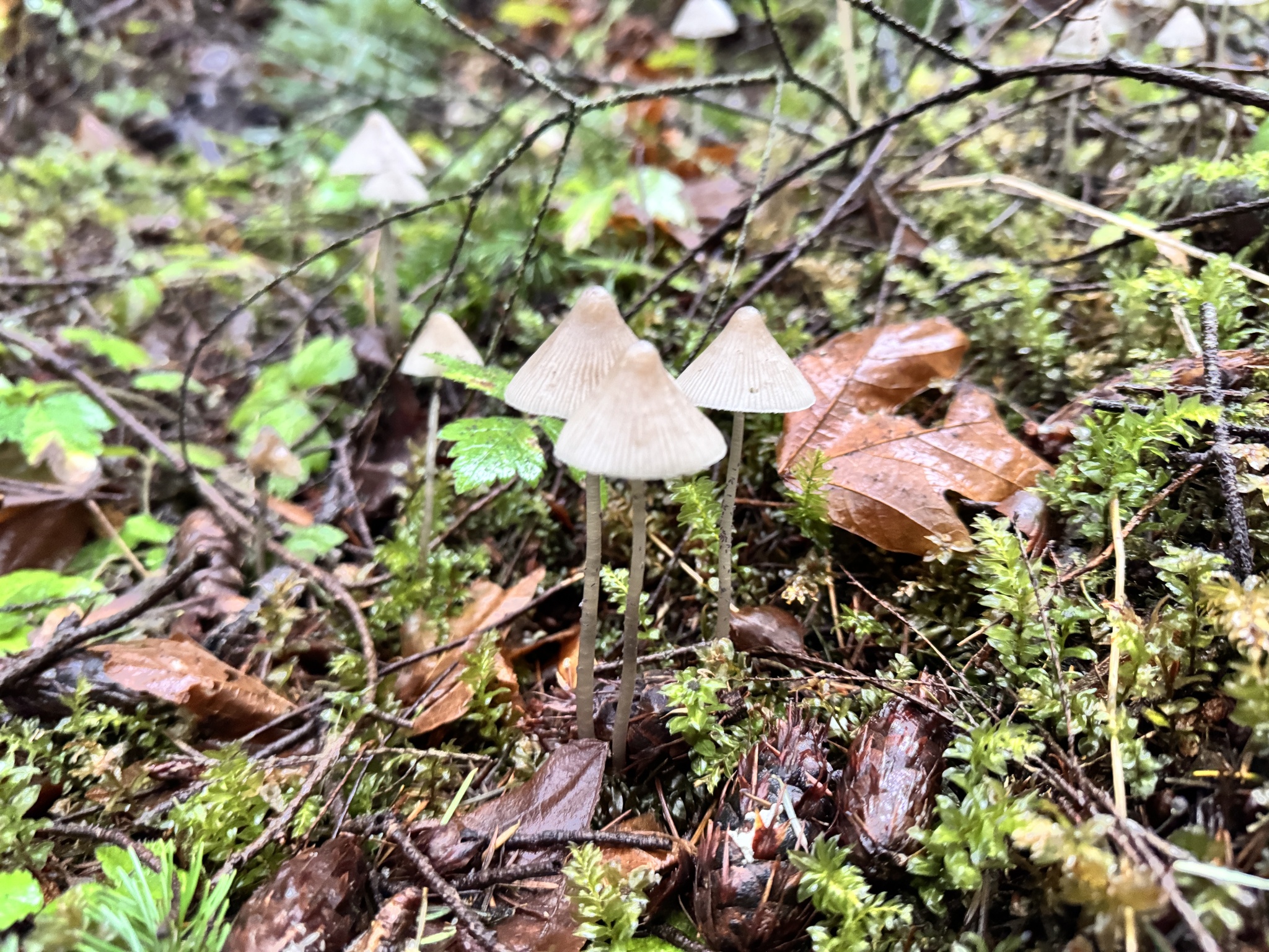 Mycena