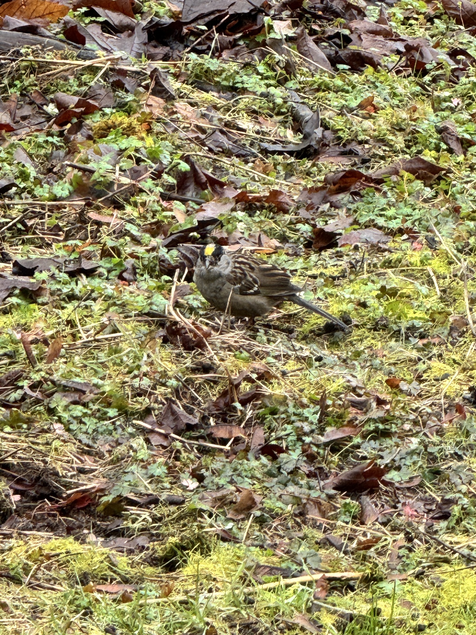 Zonotrichia atricapilla