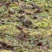 Golden-crowned Sparrow