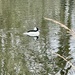 Bufflehead