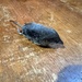 Trowbridge's Shrew