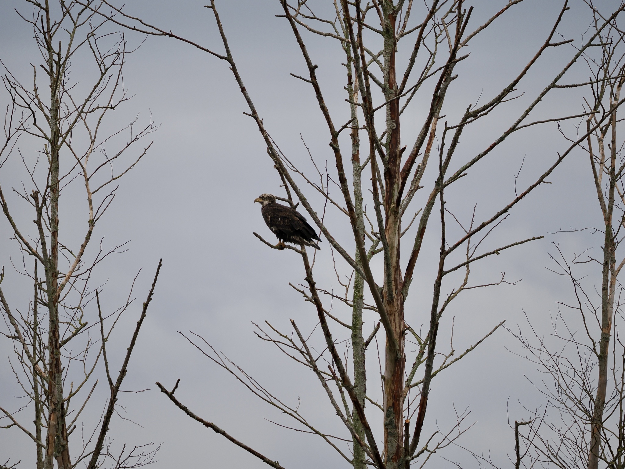 Haliaeetus leucocephalus