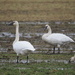 Trumpeter Swan
