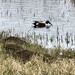 Northern Shoveler