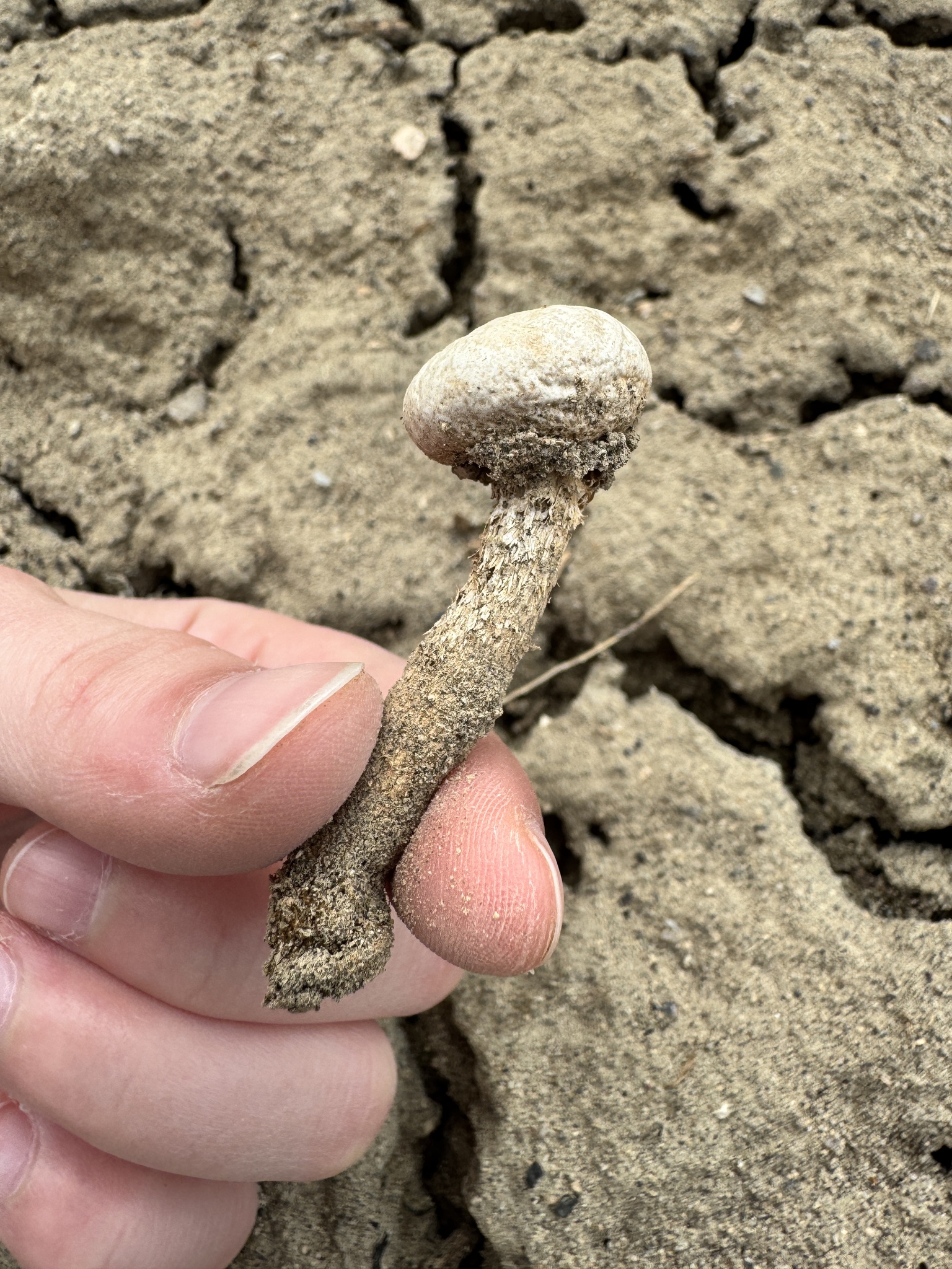 Tulostoma fimbriatum