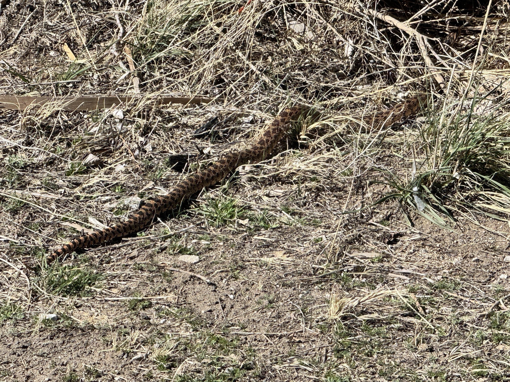 Pituophis catenifer deserticola