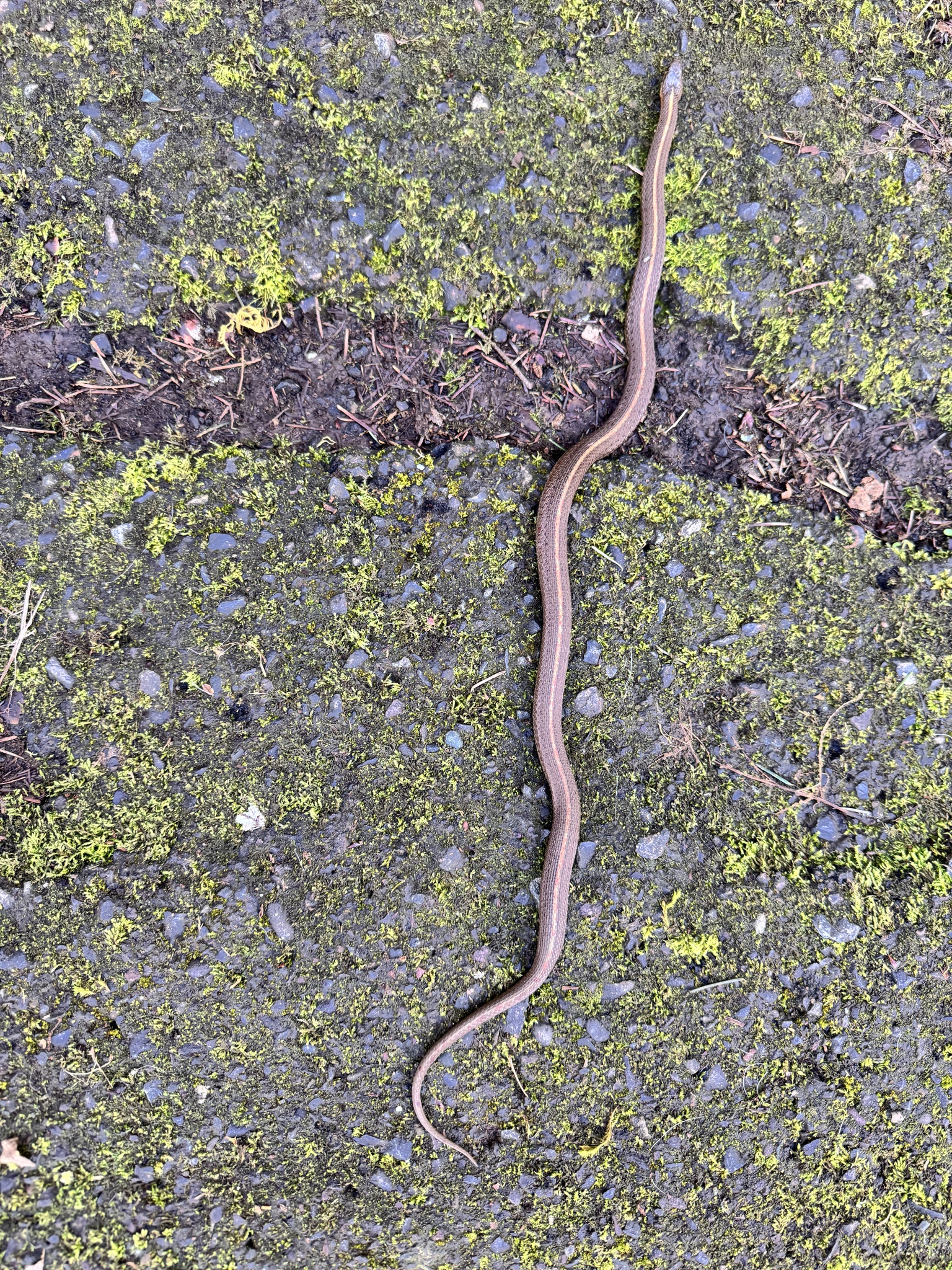 Thamnophis ordinoides
