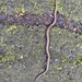 Northwestern Garter Snake