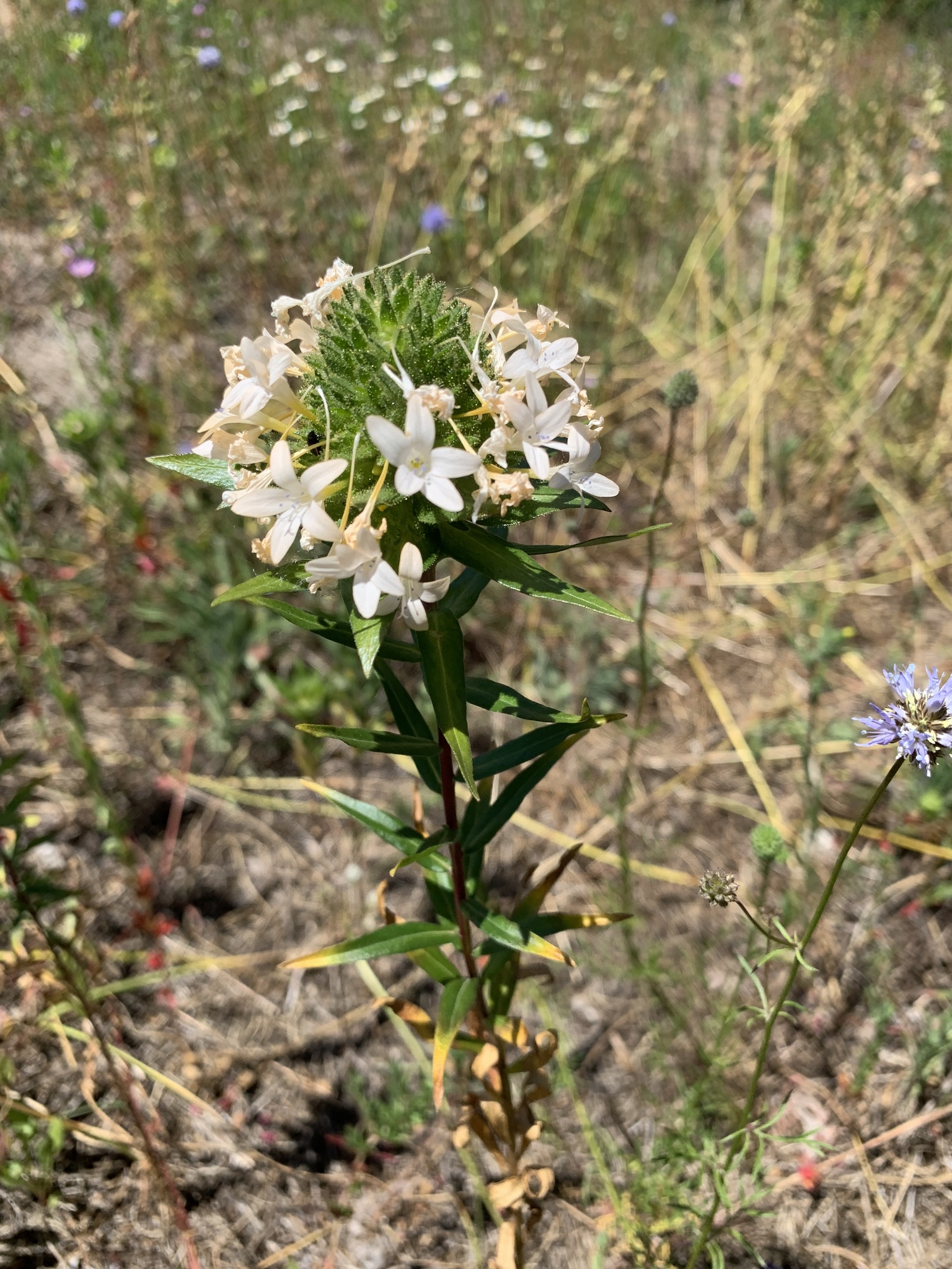 Collomia grandiflora
