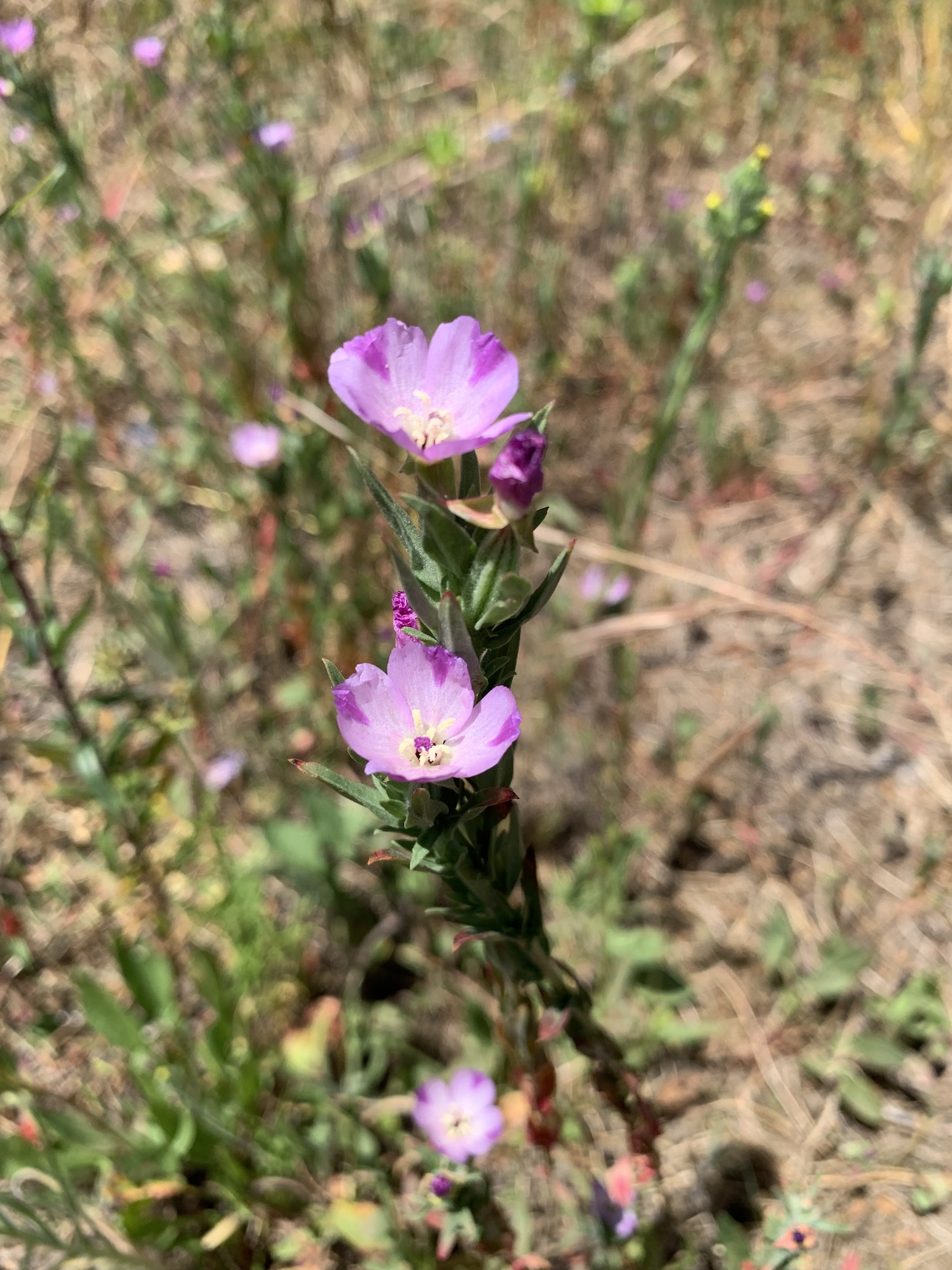 Clarkia purpurea