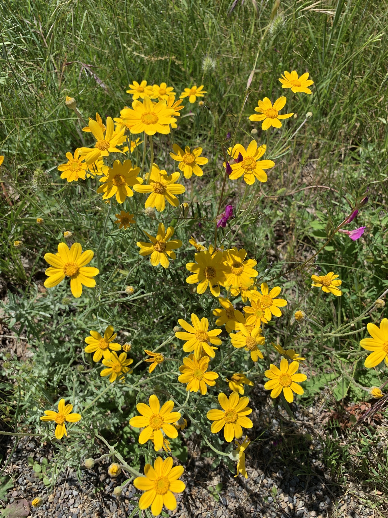 Eriophyllum lanatum