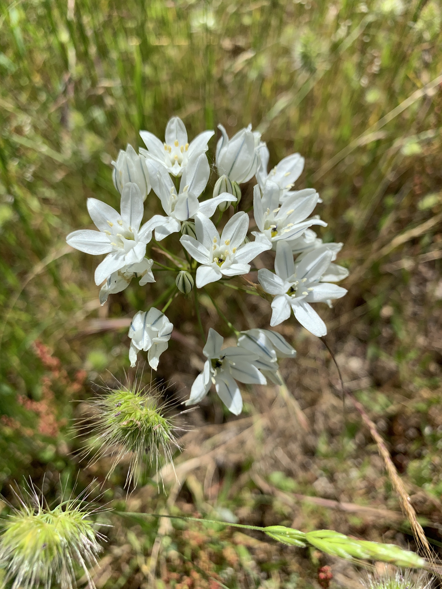 Triteleia hyacinthina