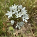 white brodiaea