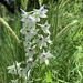 Pale Larkspur