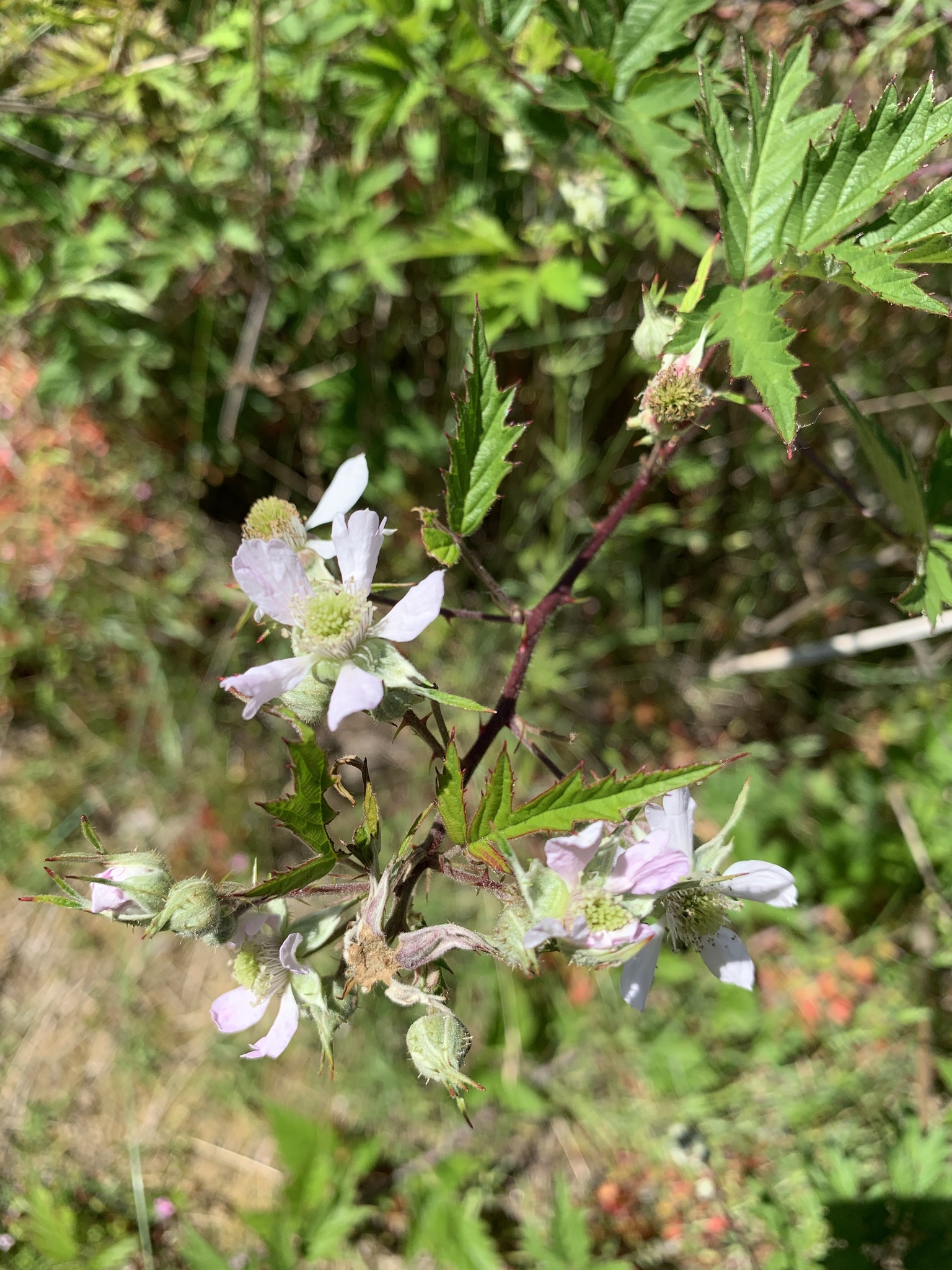 Rubus laciniatus