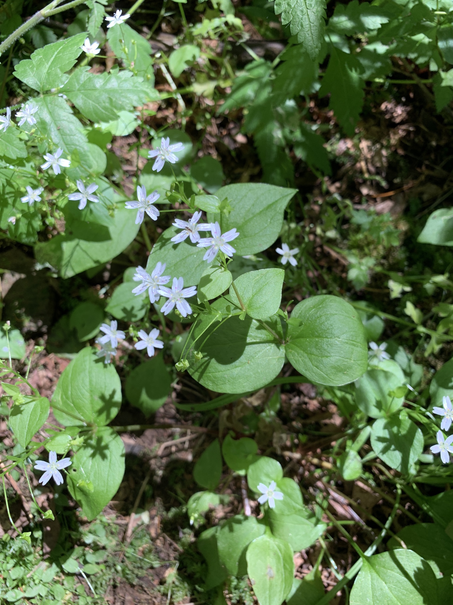 Claytonia sibirica