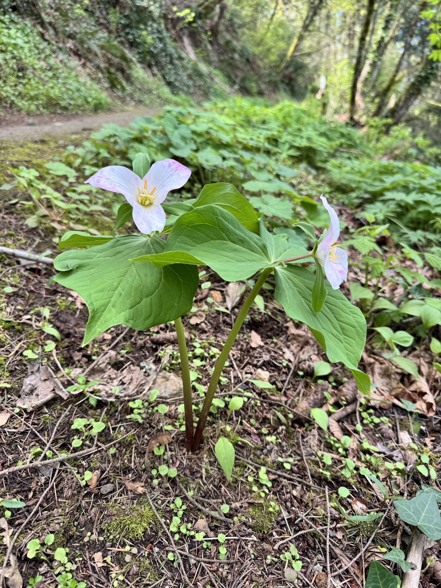 Trillium ovatum