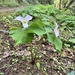 Pacific trillium