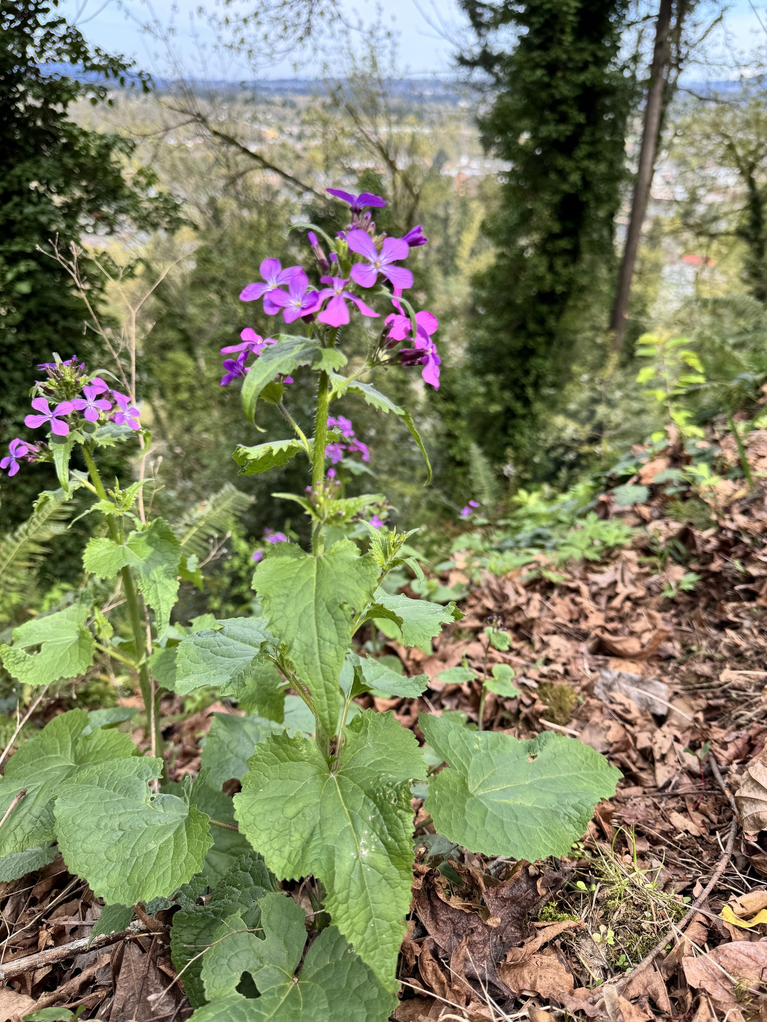 Lunaria annua