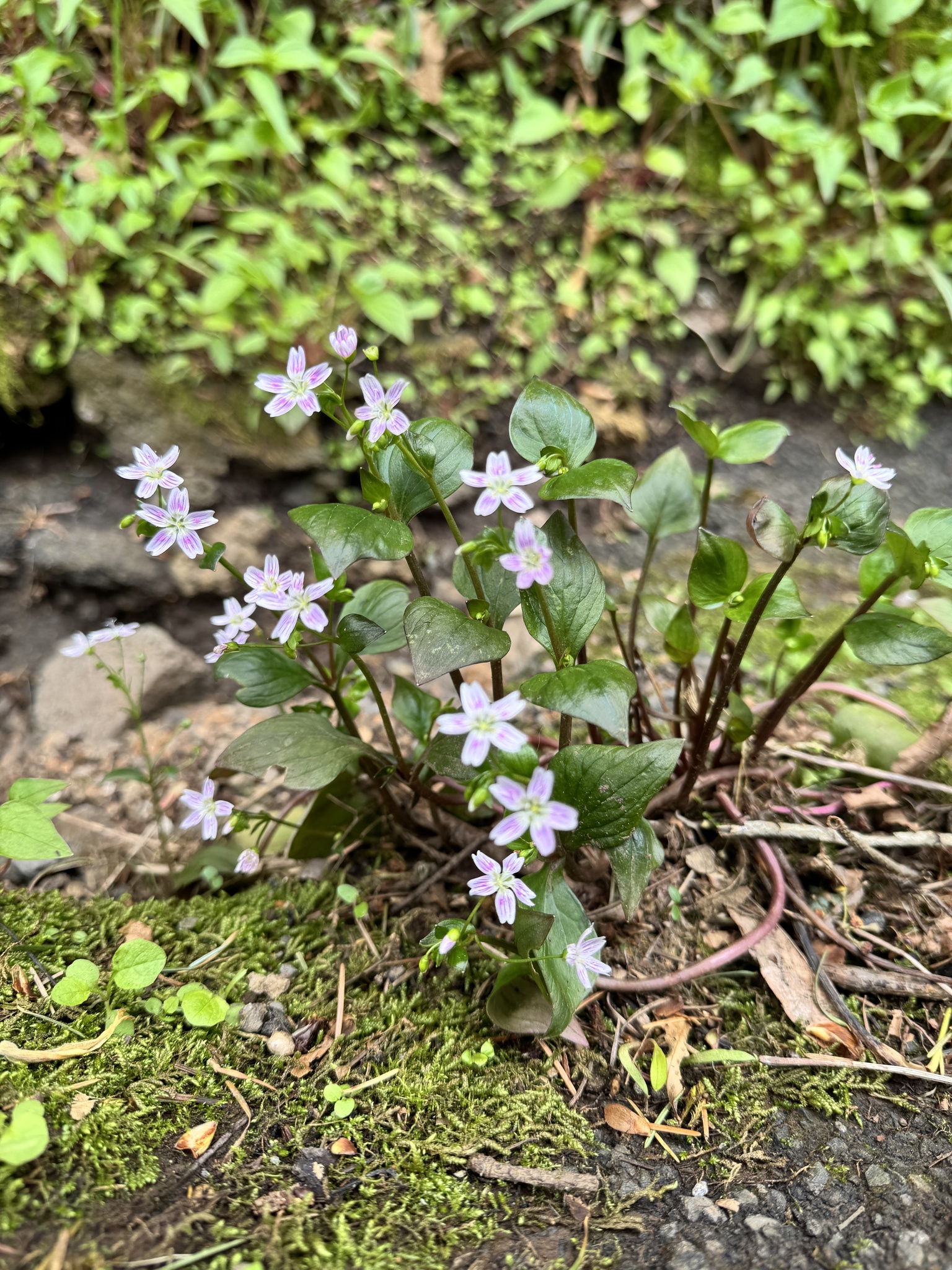 Claytonia sibirica