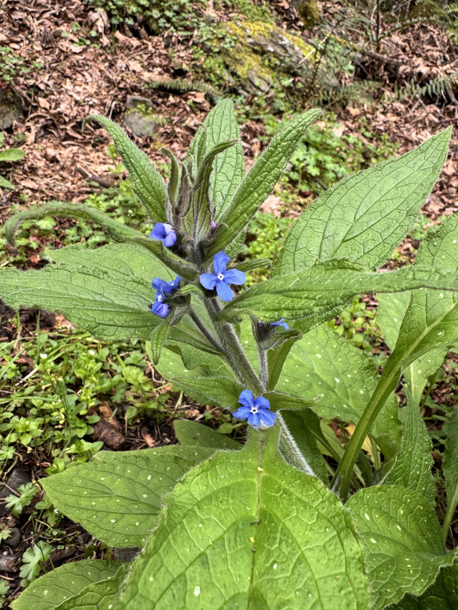 Pentaglottis sempervirens