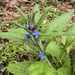 Green Alkanet