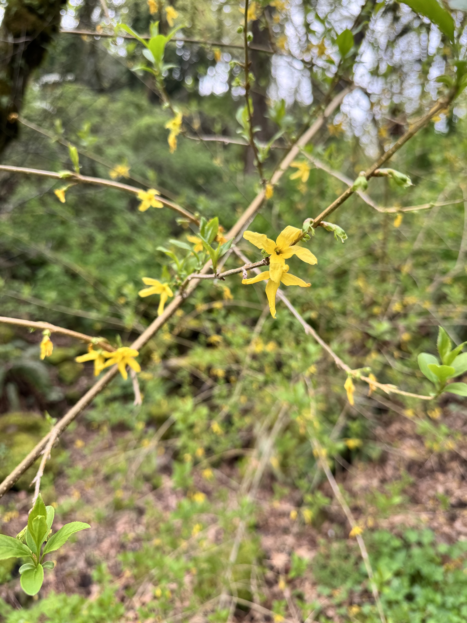 Forsythia