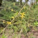 Forsythias
