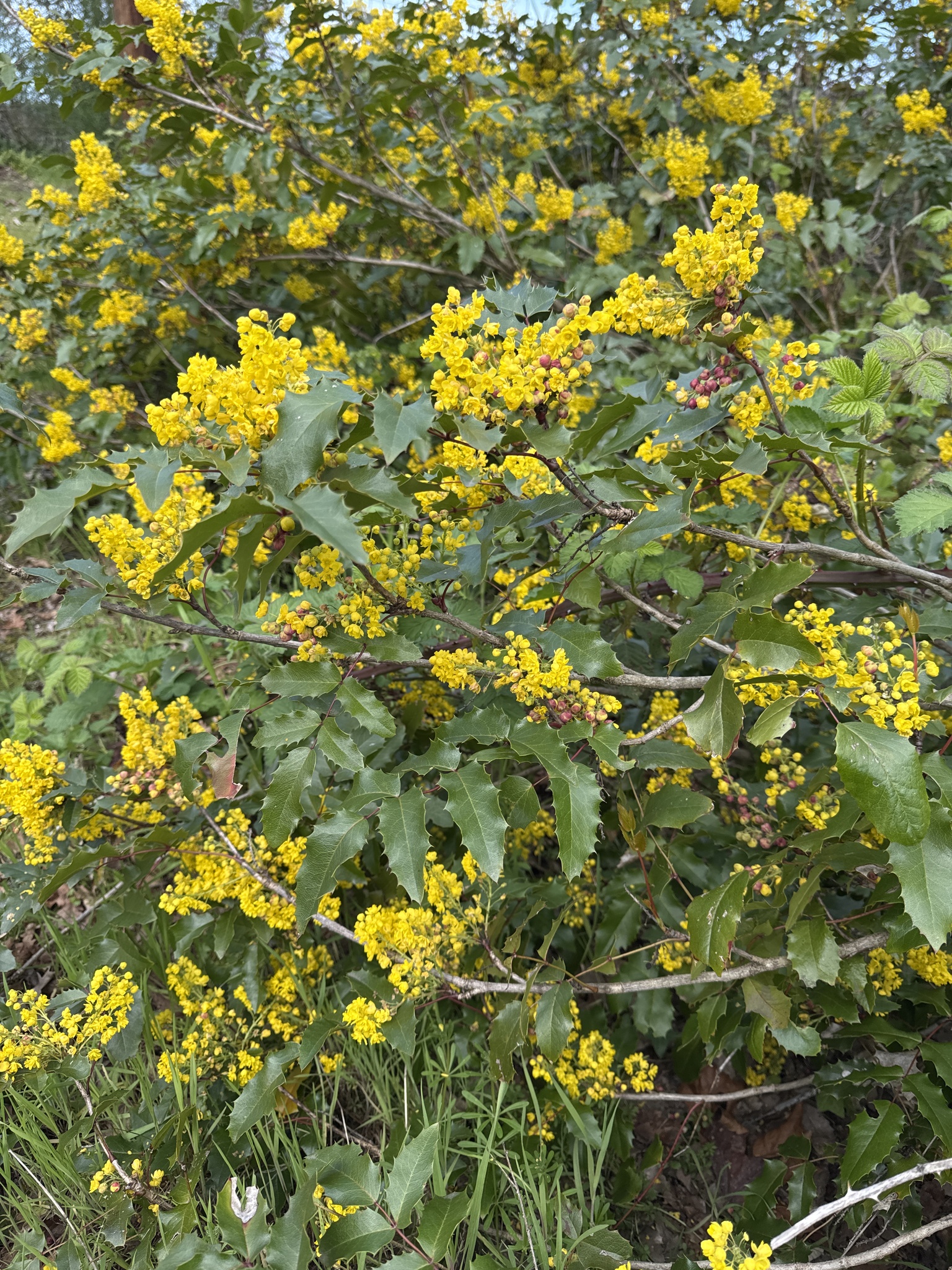Berberis aquifolium