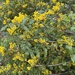 Oregon grape