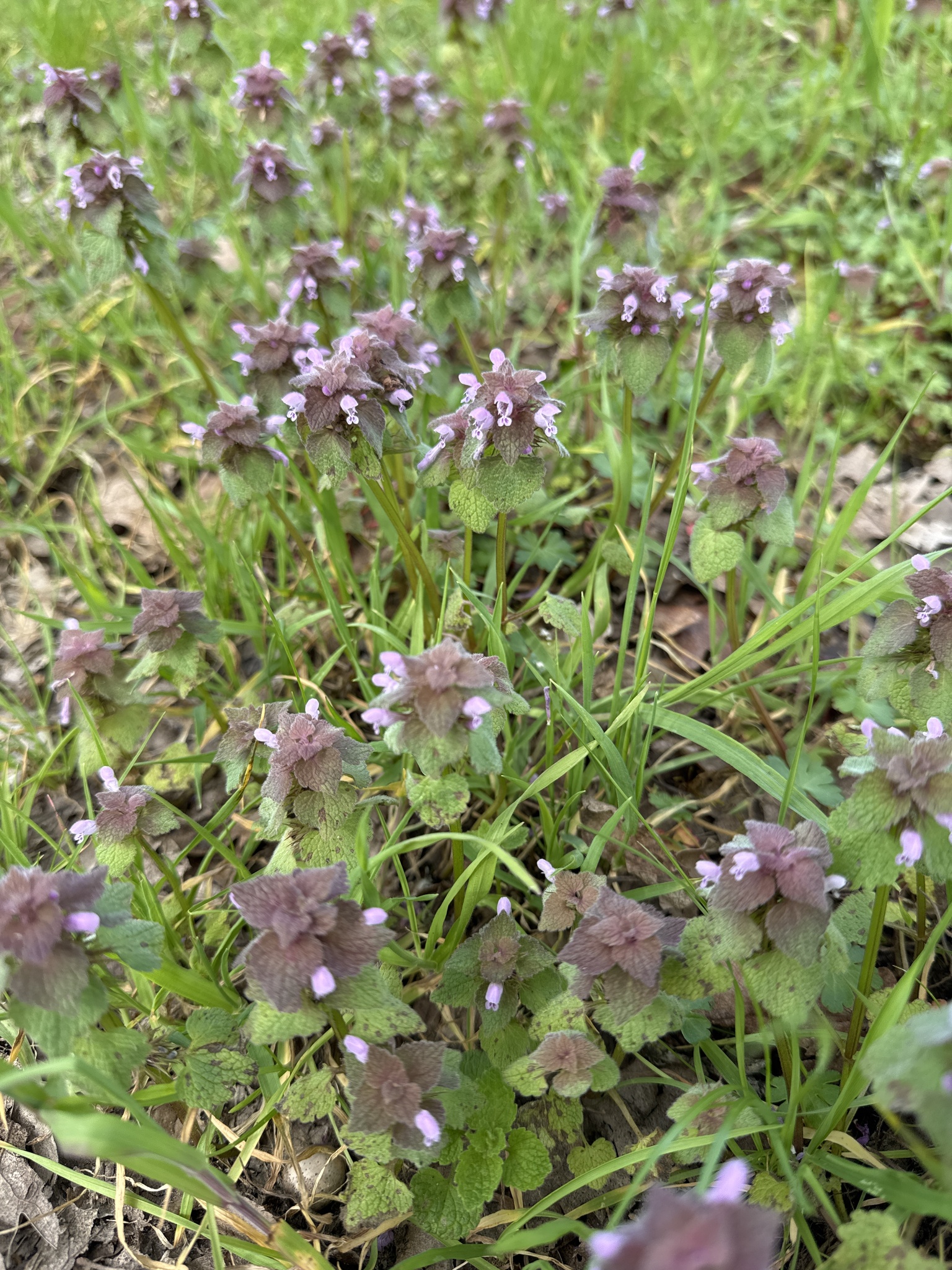 Lamium purpureum