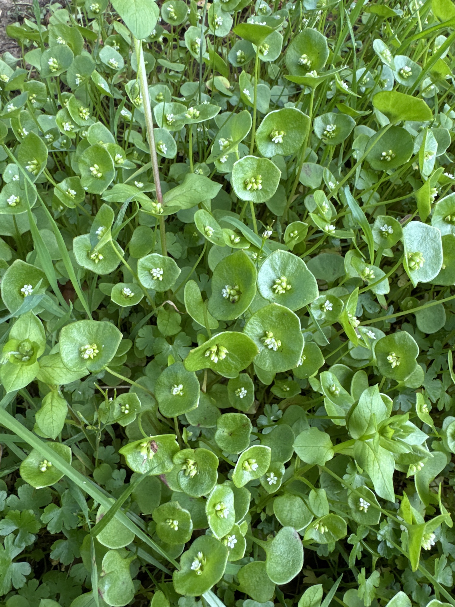 Claytonia perfoliata