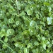 miner's lettuce