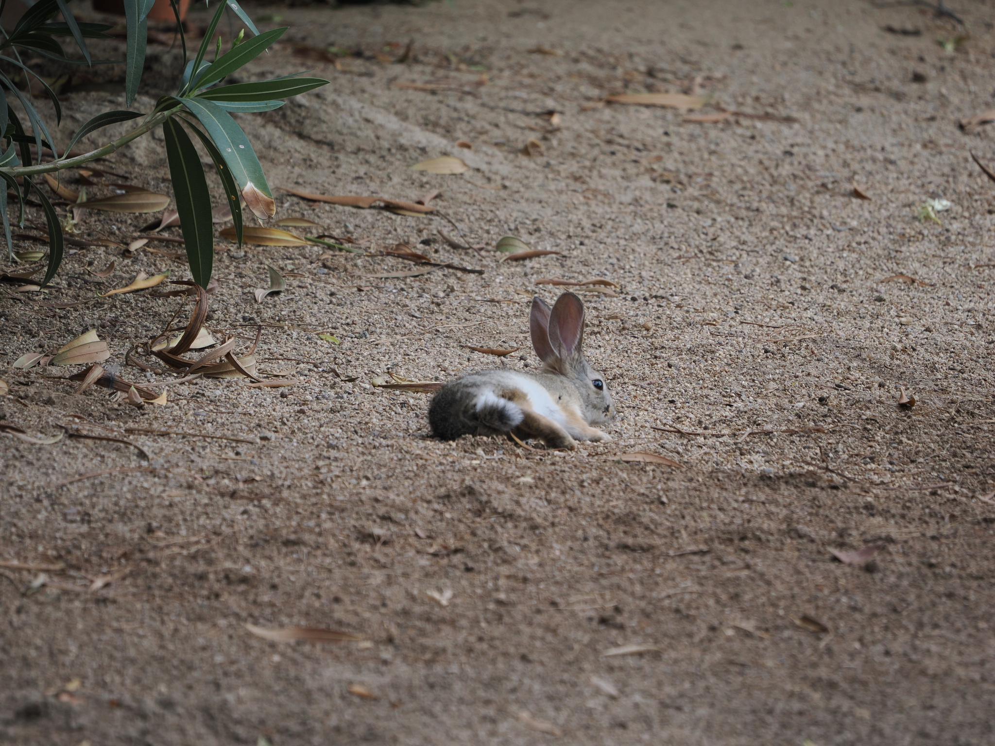 Sylvilagus audubonii