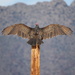 Turkey Vulture
