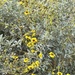 Brittlebush