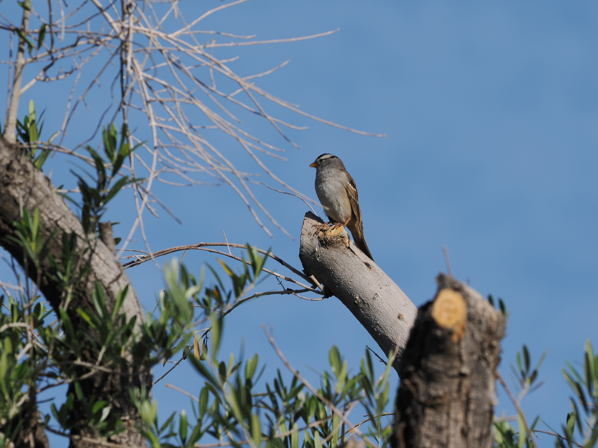 Zonotrichia leucophrys