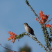 Northern Mockingbird