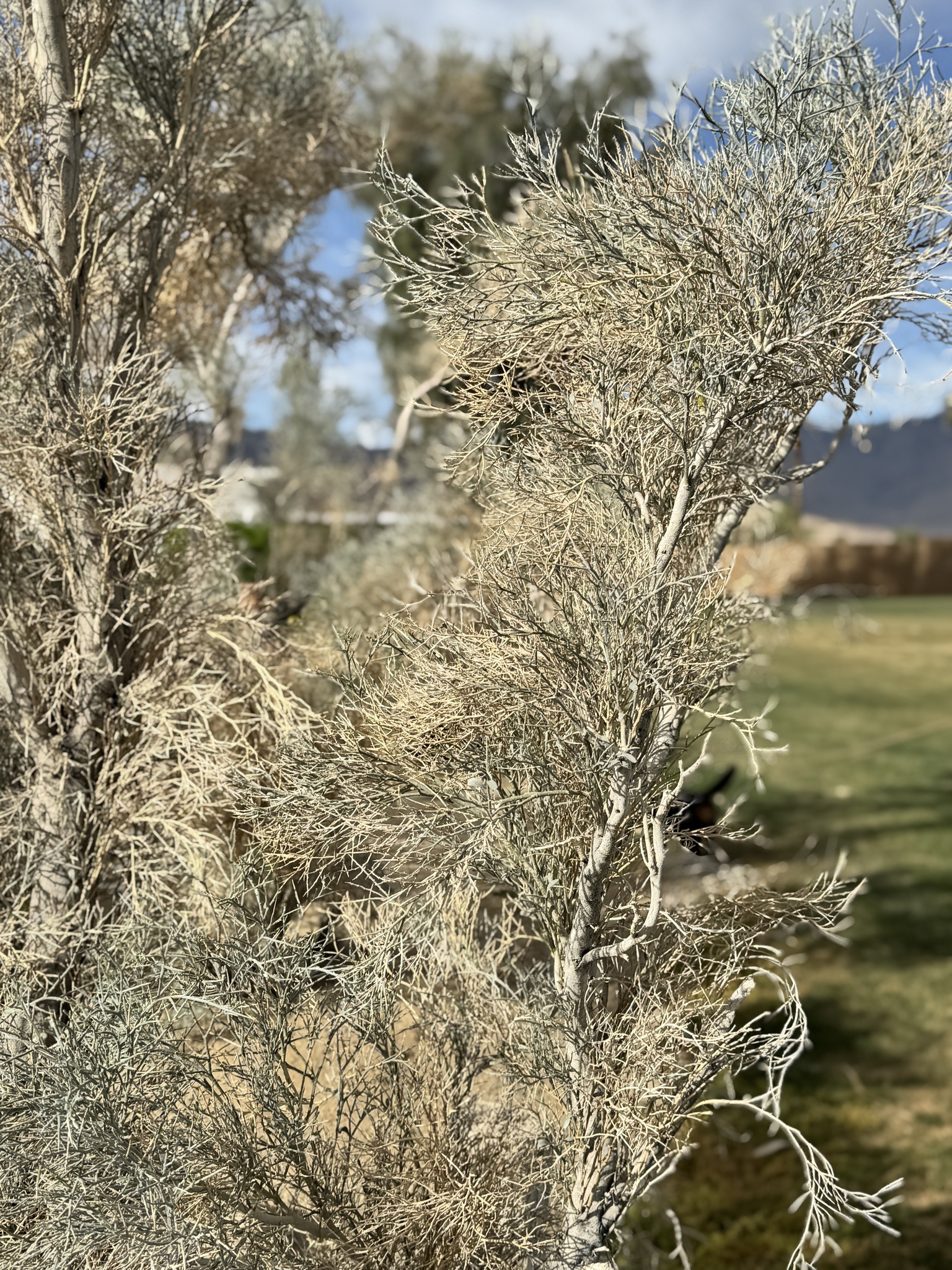 Psorodendron spinosum