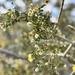 Creosote Bush