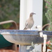 White-winged Dove