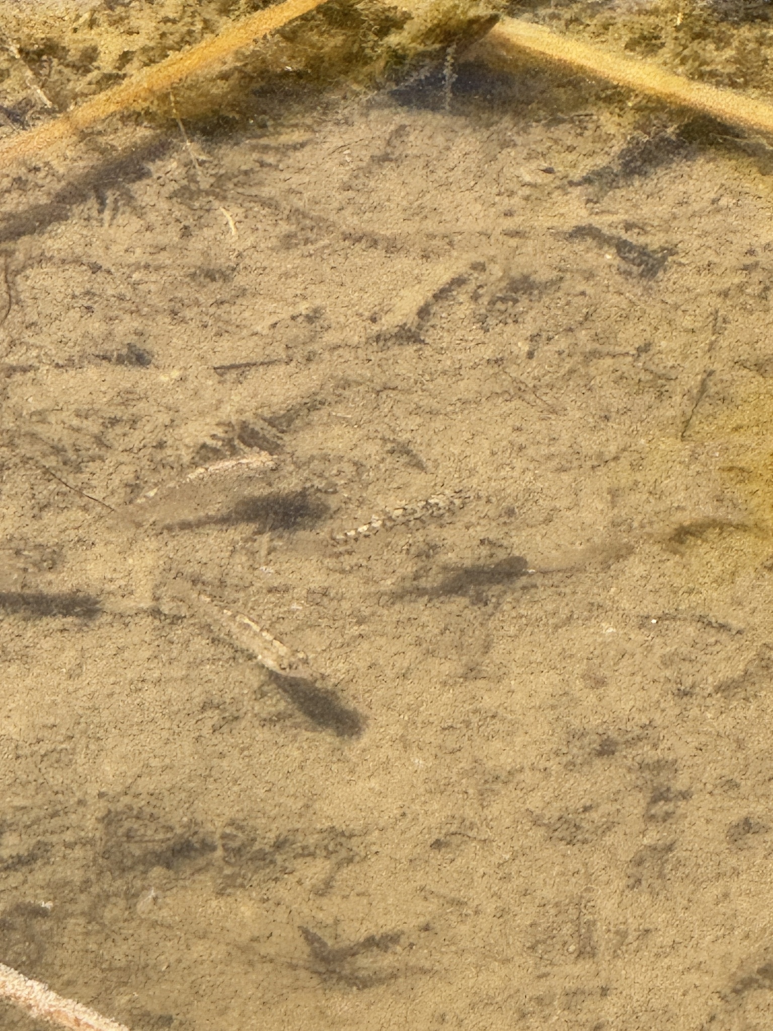 Cyprinodon macularius